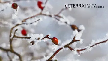 Новый год деревьев. Древесные эфирные масла doTERRA