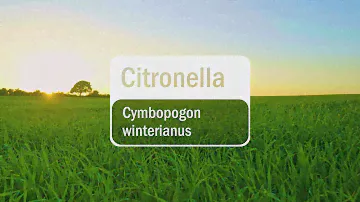 dōTERRA Citronella