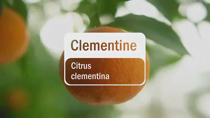 doTERRA Clementine (5ml)
