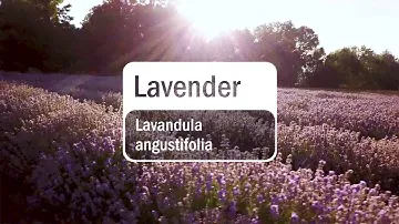 doTERRA Lavender Essential Oil (Translated Subtitles)