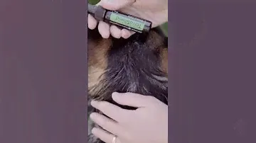 Essential oils for your dogs! #doterra #oilsfordogss